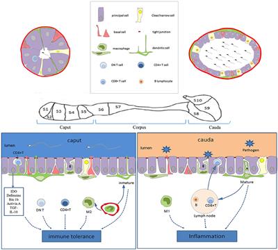 The Immune Characteristics of the Epididymis and the Immune Pathway of the Epididymitis Caused by Different Pathogens